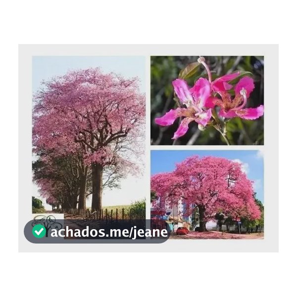Sementes De Paineira Rosa Nativa (ceiba Speciosa)