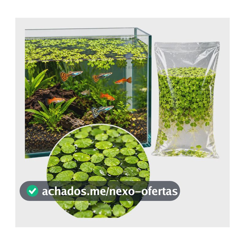 300 Mudas De Lemna Minor Lentilha Dágua Flutuante