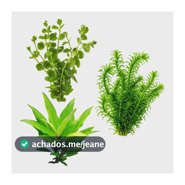 Elodea Hygrophila Lysimachia Plantas Aquáticas Aquários Kit