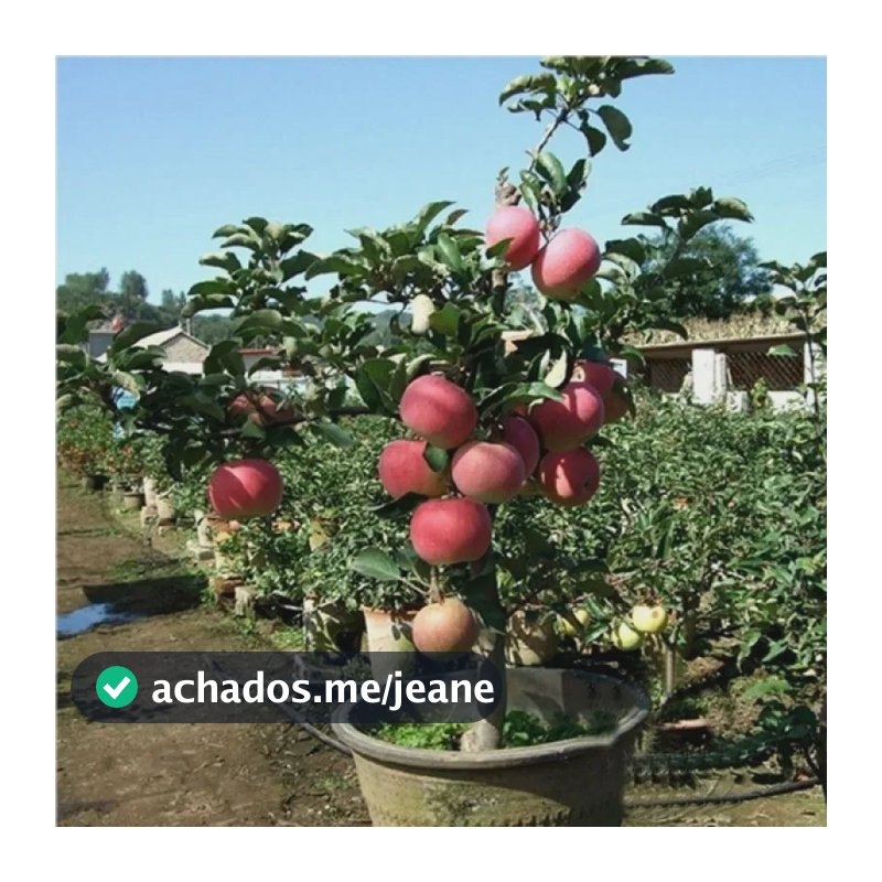 Sementes De Maçã Apple 200-500 Unid | Frutífera Para Plantio
