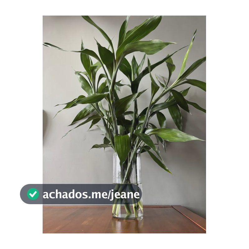 Bambu Da Sorte - Natural - 12 Hastes - 60 Cm Verde