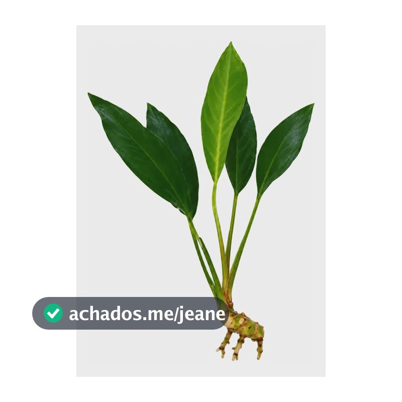 Anúbia Lanceolata Plantas Aquáticas Aquário 10 A 20cm Planta
