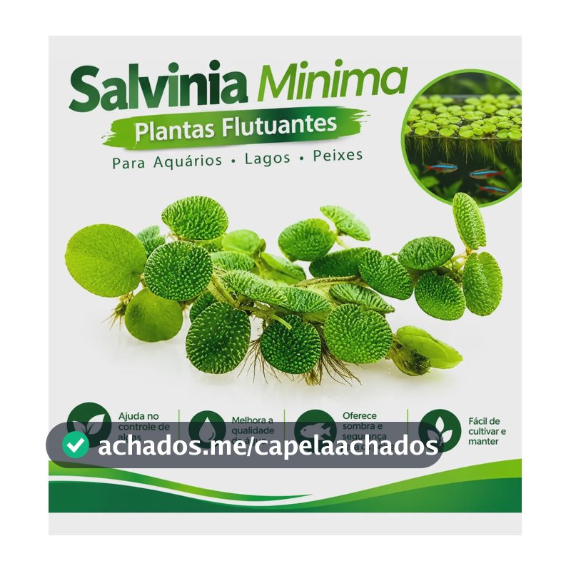 Salvinia Minima Plantas Flutuantes Para Aquários Lagos Peixe