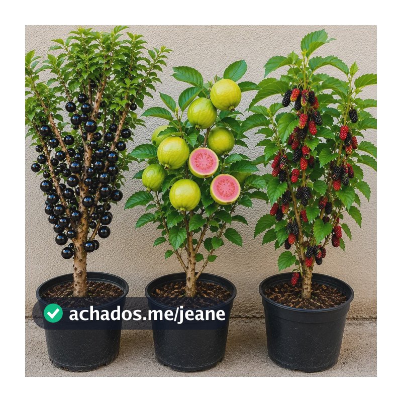 Kit Goiaba Tailandesa + Jabuticaba Hibrida + Amora Gigante Preto