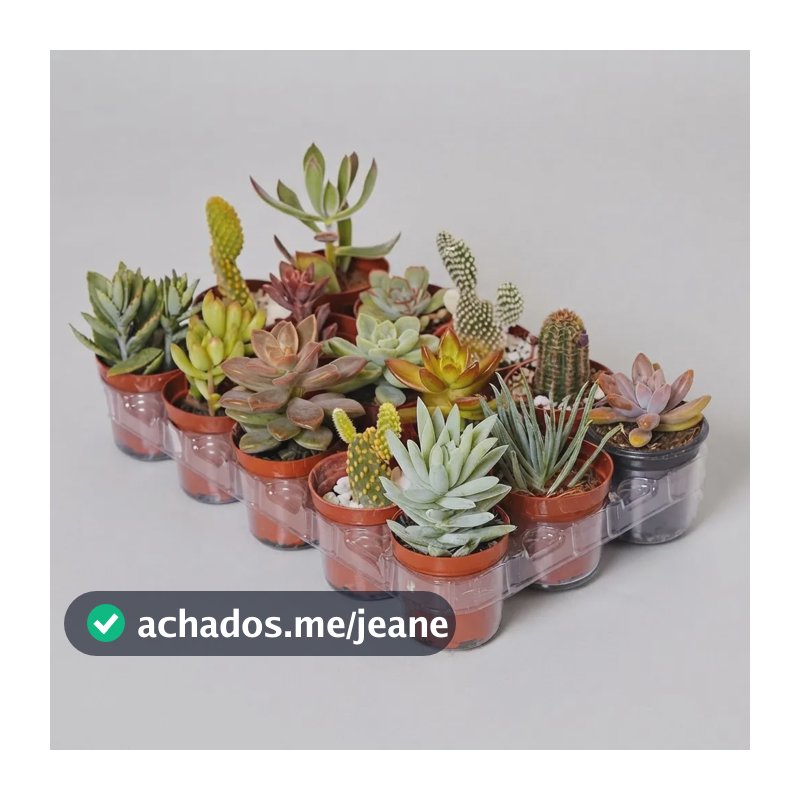 Kit C/100 Suculentas Variadas( Terra E Vasos De Brinde)