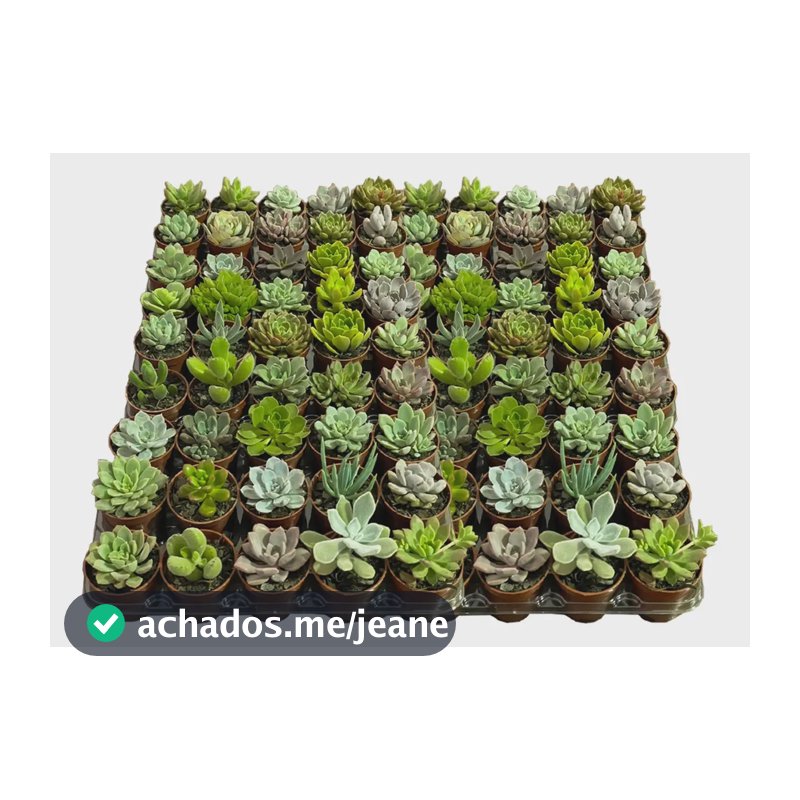 40 Mini Suculentas Para Lembrancinhas Bem Variadas