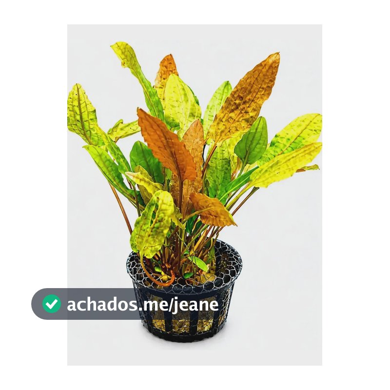 Planta Aquática - Cryptocoryne Wendtii Tropica