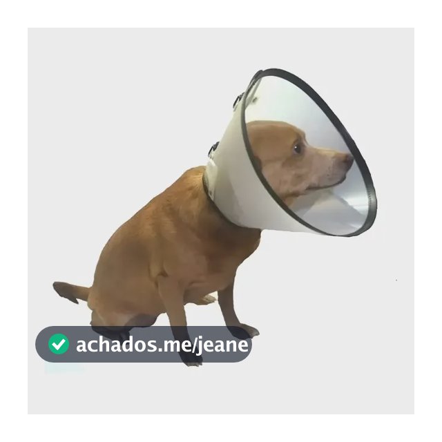 Colar Cirúrgico Elizabetano Para Cães Cachorros Do N1 Ao N10