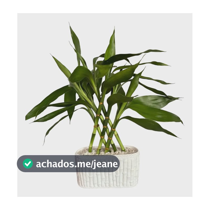 Bambu Da Sorte 6 Hastes + Vaso Bambu