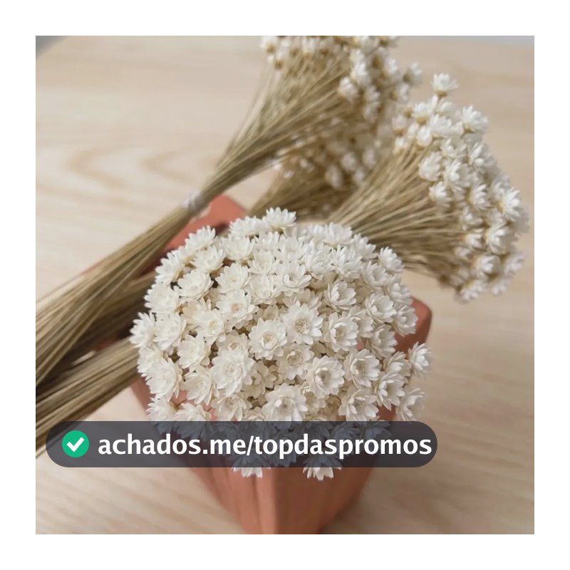 Sempre Viva Natural Branca 1 Buquê 300 Flores Secas Desidratadas Tipo Mosquitinho Para Decoração Arranjos Casamento Festa Centro De Mesa Artesanato Flor Lembrancinhas Eventos Vaso Decoração Casa