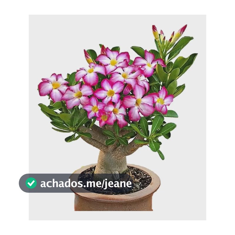 Rosa Do Deserto Bonsai Poda Baixa Adulta Muitos Galhos