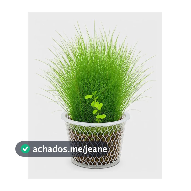 Planta Aquática - Eleocharis Mini Japan