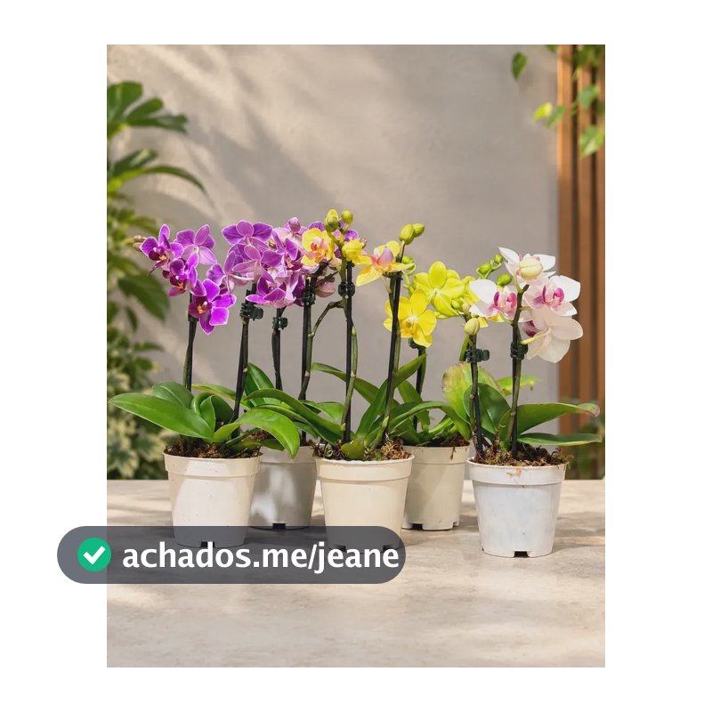 Orquídea Phalaenopsis Florida Planta Natural Rara Cores Sortidas