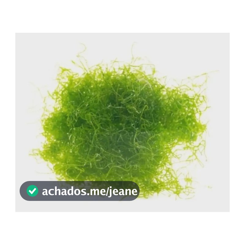 Alga Chaetomorpha Diminui Nitrato E Fosfato Aquário Marinho