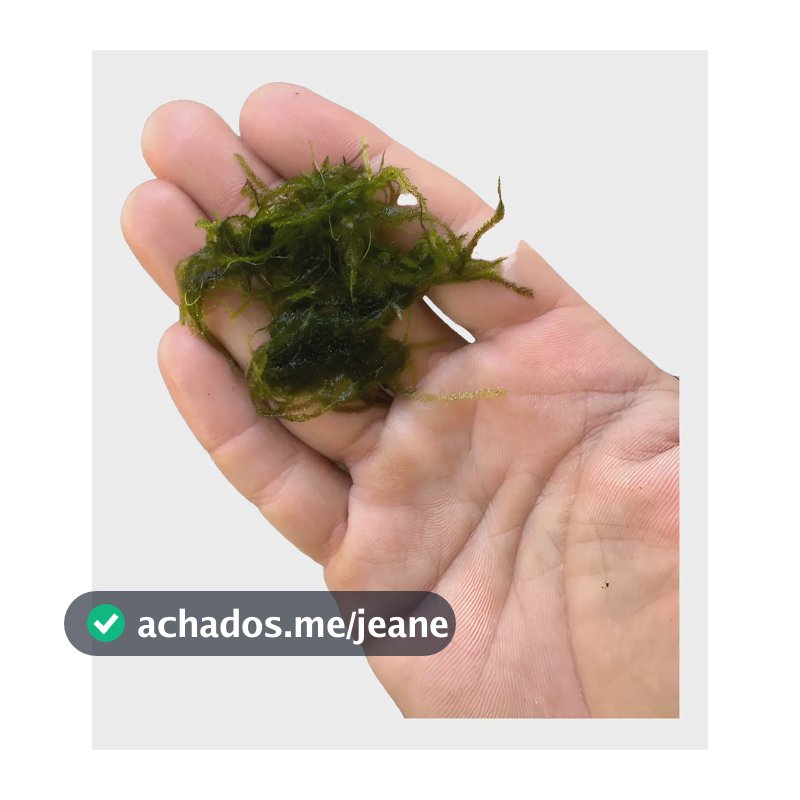 Musgo De Java 1 Porção Low Tech Aquario Plantado Planta