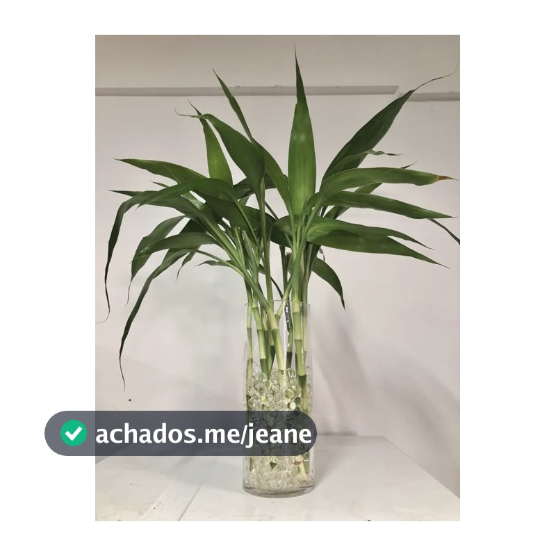 Bambu Da Sorte Natural 15 Hastes Vaso Vidro Decoração