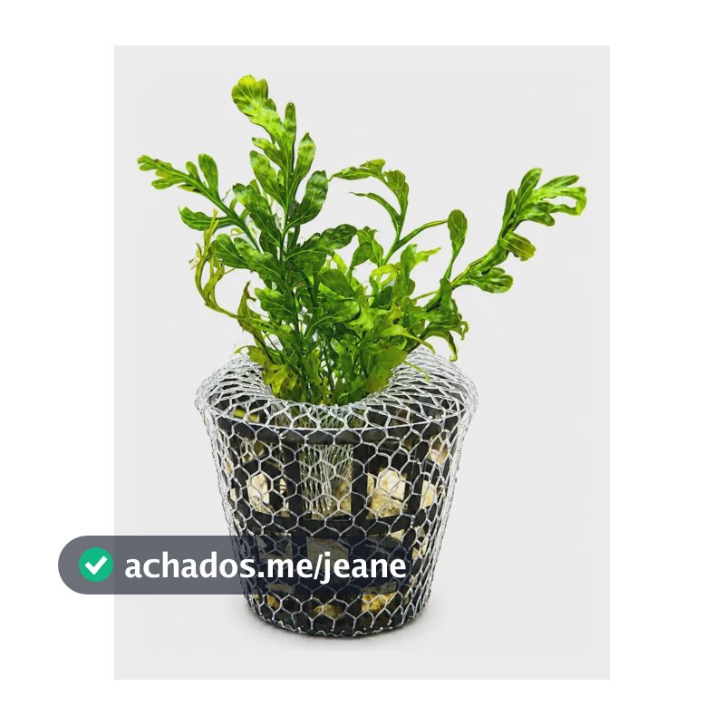 Planta Aquática - Bolbitis Heudelotii