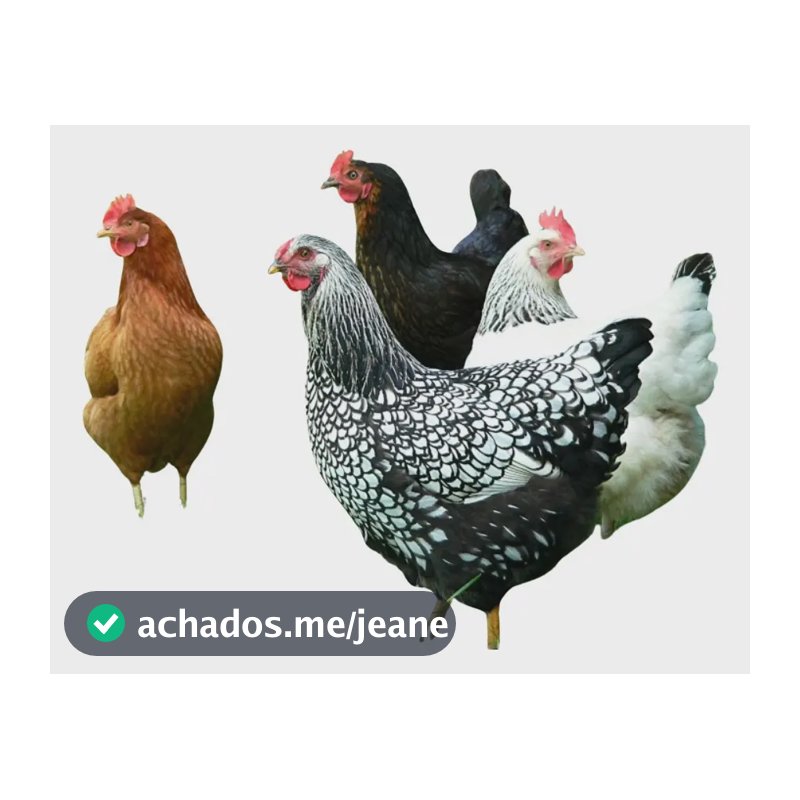 12 Ovos Galados De Raças Variadas/poedeiras/corte/engorda