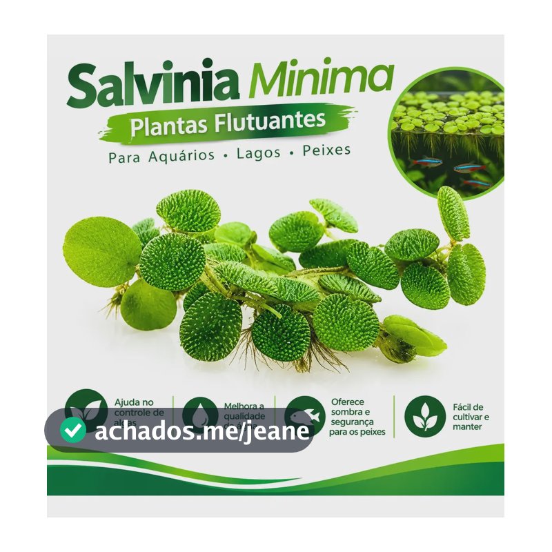 Salvinia Minima Plantas Flutuantes Para Aquários Lagos Peixe
