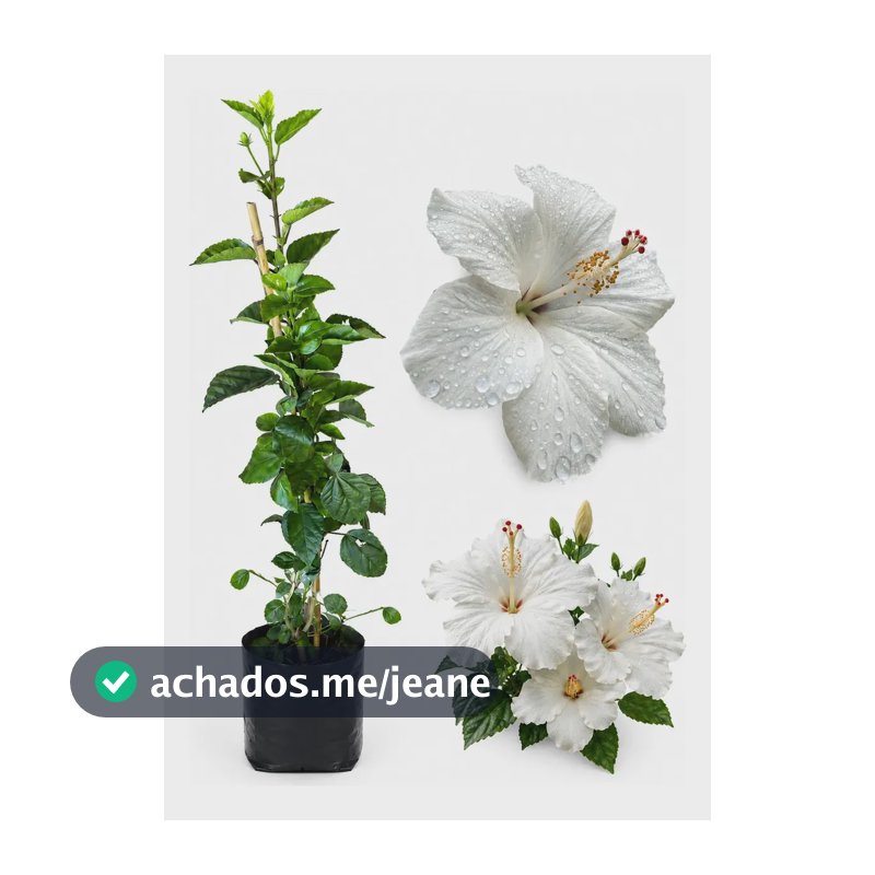 Muda Planta De Hibisco - Escolha Sua Cor Branco