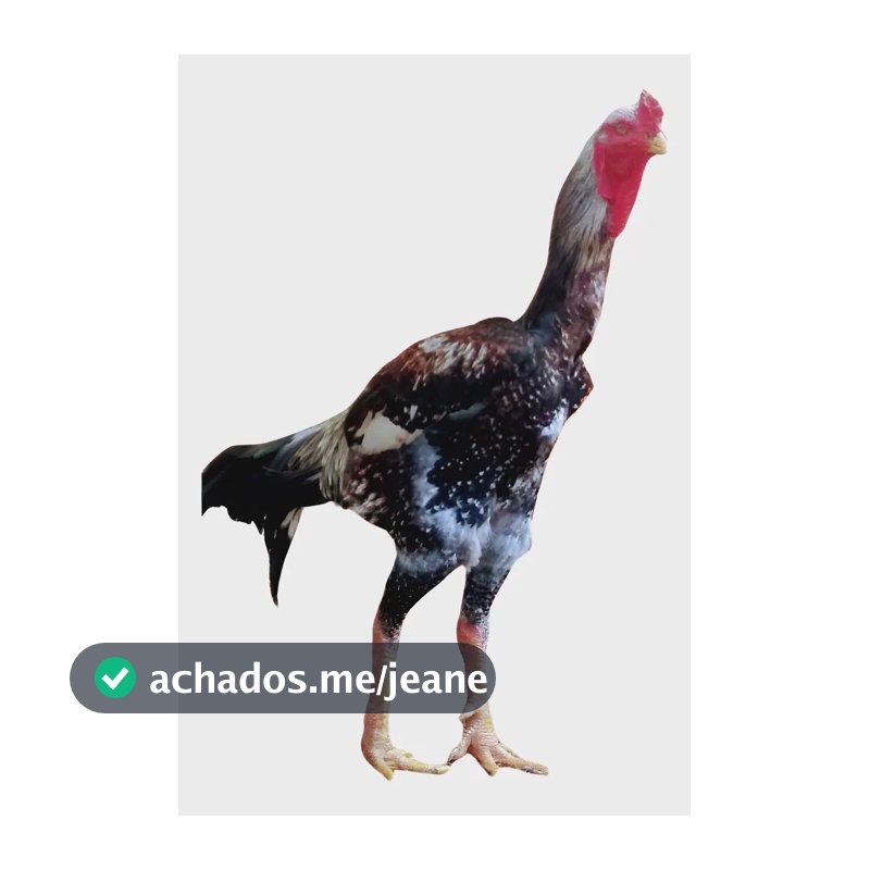 06 Galinhas Gsb, Índio Gigante As Melhores Do Mercado!