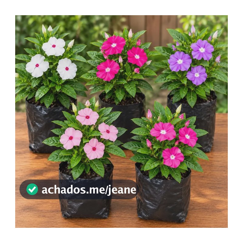 5 Muda De Vinca Bom-dia Mudas Sortidas Flores Colorida Verde