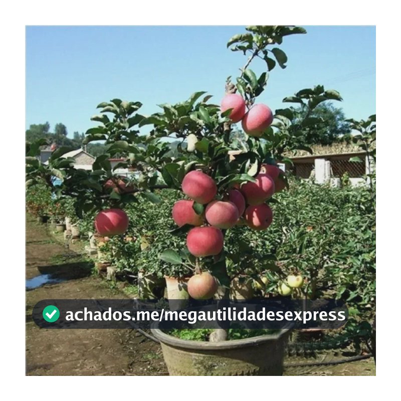 Sementes De Maçã Apple 200-500 Unid | Frutífera Para Plantio
