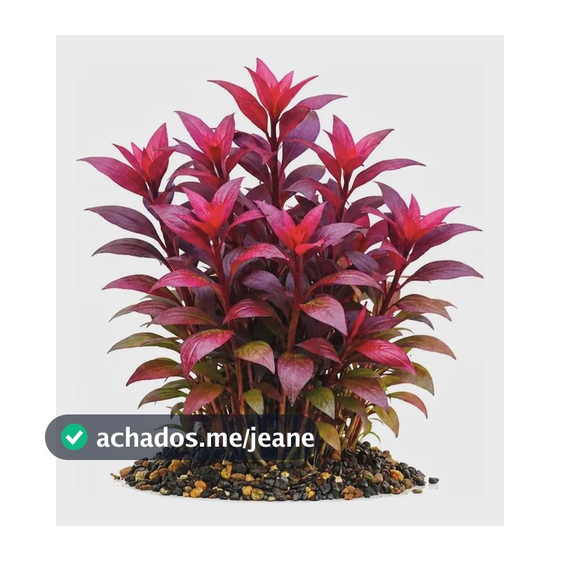 Alternanthera Sessilis -violácea- Planta Para Aquário Low Te