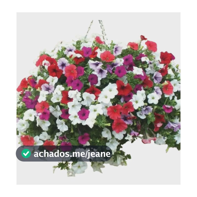 1500 Sementes De Petunia Multicolorida Ideal P/ Jardins