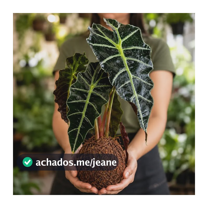 Alocasia Amazônica Polly Kokedama Planta Natural Ornamental S/c