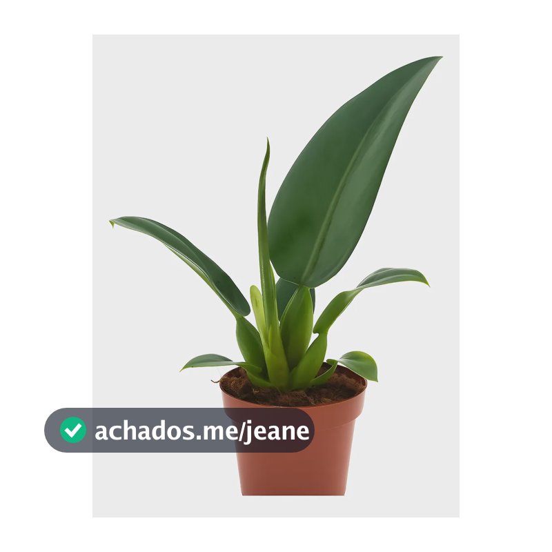 Muda Pacová - Planta Philodendron Martianum Cultivo Interno