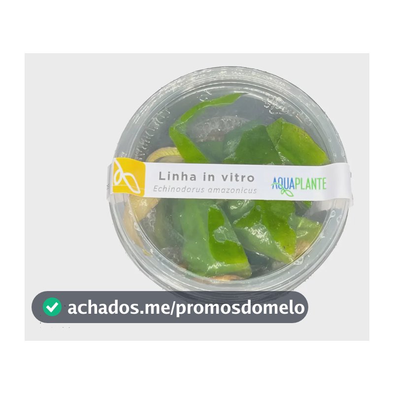 Echinodorus Amazonicus 'amazonense' - Aquaplante In Vitro