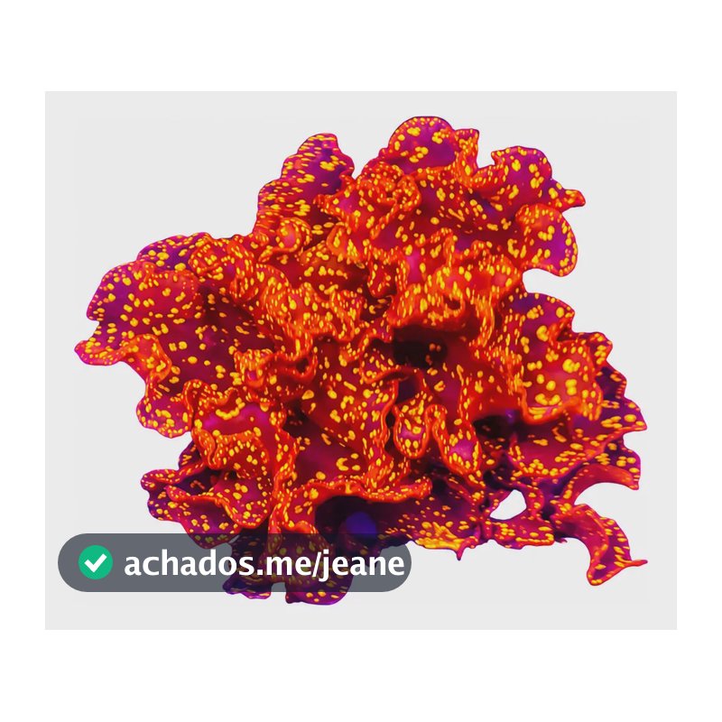 Macroalga Atomic Broccoli Reduz Nitrato E Fosfato